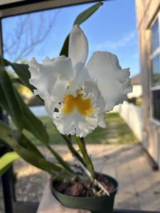 <i>Cattleya</i> Betty Palmer