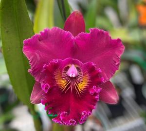 Rhyncholaeliocattleya Shinfong Unique