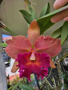 Rhyncholaeliocattleya Duh's Fantasy