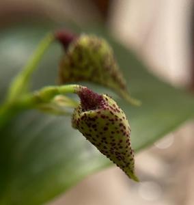 Dendrobium Miva Abracadabra