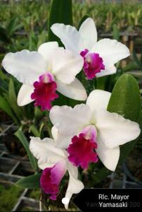 Rhyncholaeliocattleya Mayor Yamasaki