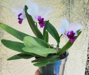 Rhyncholaeliocattleya Mayor Yamasaki