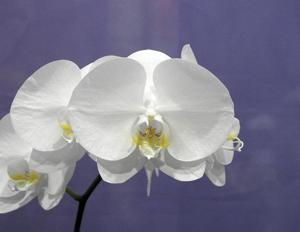 Phalaenopsis Kung's Amar Dott