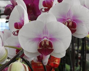 Phalaenopsis Fong-Tien's Elegant Lady