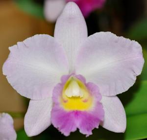 Cattleya Dal's Beau