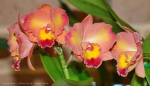 Cattleya Dal's Beau