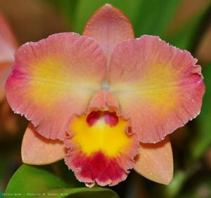 Cattleya Dal's Beau