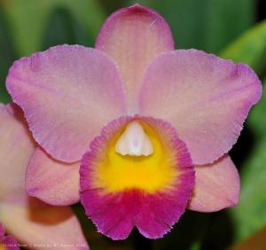 Cattleya Dal's Beau