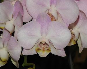 Phalaenopsis Sogo Pinkama