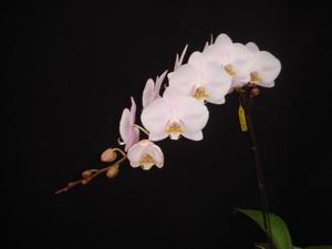 Phalaenopsis Sogo Pinkama