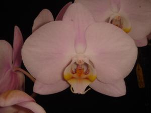 Phalaenopsis Sogo Pinkama