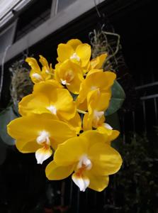 Phalaenopsis Sogo Shito