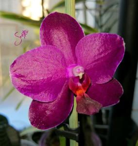 Phalaenopsis Sogo Relex