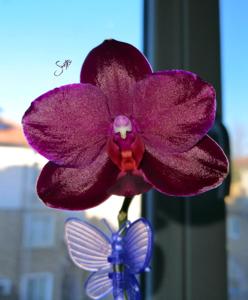 Phalaenopsis Sogo Relex