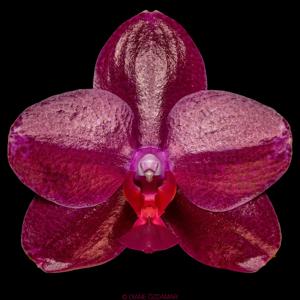 Phalaenopsis Sogo Relex