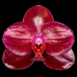 Phalaenopsis Sogo Relex