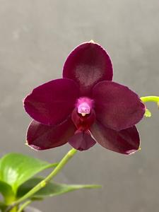 Phalaenopsis Sogo Relex