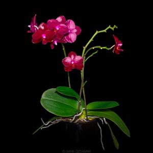 Phalaenopsis Sogo Relex