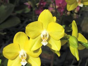 Phalaenopsis Sogo Meili