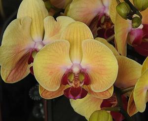 Phalaenopsis Sin-Yaun Golden Beauty