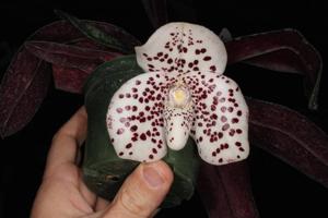 Paphiopedilum Sakaki
