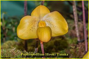 Paphiopedilum Hiroki Tanaka