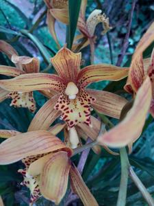 Cymbidium Chen's Ruby