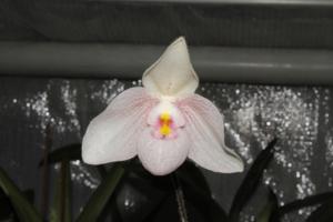 Paphiopedilum Wössner Pinkjack