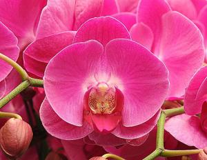 Phalaenopsis I-Hsin Madame