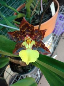 Oncidium Sunlight