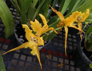 Aliceara Pacific Nova