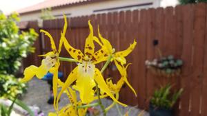 Aliceara Pacific Nova