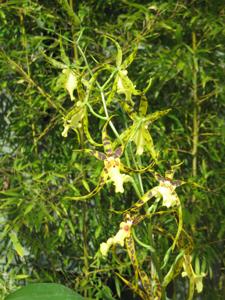 Aliceara Pacific Nova