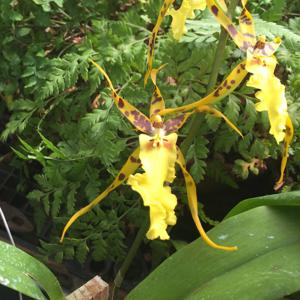 Aliceara Pacific Nova