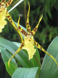 Aliceara Pacific Nova