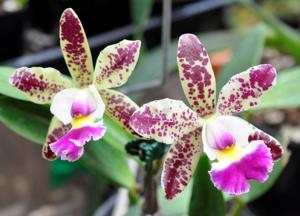 Cattleya Lucky Charms