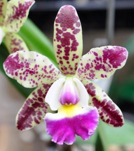 Cattleya Lucky Charms