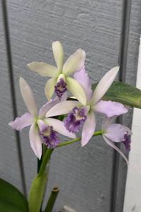 <i>Cattleya</i> Marcello Miranda