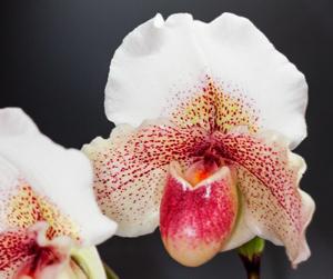 Paphiopedilum Dusty Rhodes