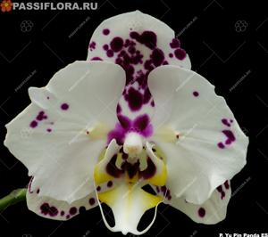 Phalaenopsis Yu Pin Panda