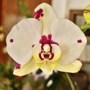 Phalaenopsis Yu Pin Panda