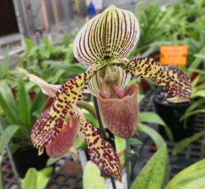 Paphiopedilum Memoria Clifford Walters