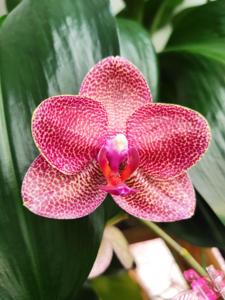 Phalaenopsis Mituo Sun