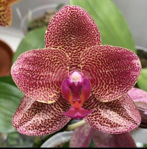 Phalaenopsis Mituo Sun