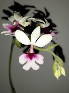 Calanthe Barberiana