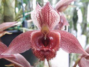 Catasetum Alice Maud