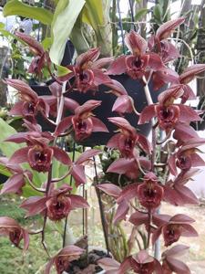 Catasetum Alice Maud