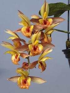 Catasetum Alice Maud