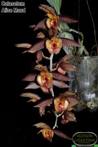 Catasetum Alice Maud