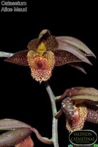 Catasetum Alice Maud